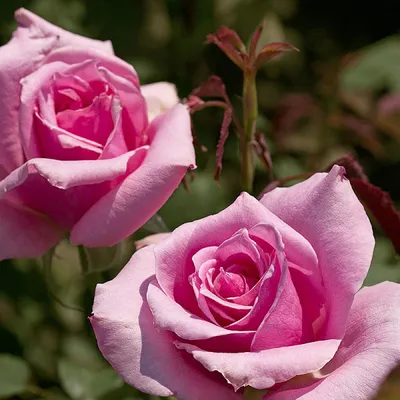 Роза чайно-гибридная Эйфелева Башня – купить в питомнике по цене 418 ₽