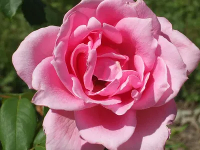 Купить саженцы розы Эйфель Таур с доставкой почтой | Питомник саженцев  Краснодар «КФХ Фруктовый сад»