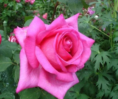 Саженцы розы чайно гибридной Эйфелева Башня (Eiffel Tower) купить в Москве  по цене от 490 до 1990 руб. - питомник растений Элитный Сад