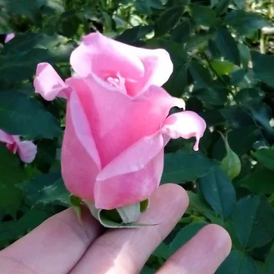 Сорт розы Эйфелева Башня ч/г, Осеннее Цветение,ароматная,высокорослая  красотка 22.09.2021 года - YouTube