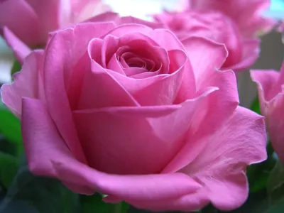 Эйфелева башня роза - описание сорта, как посадить в своем саду, советы по  уходу | РозоЦвет