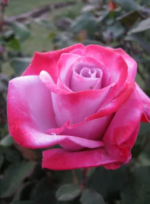 Роза чайно-гибридная Эйфелева Башня – купить в питомнике Дирижер Сада