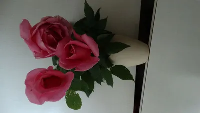 Роза чайно-гибридная Эйфелева Башня - купить по низкой цене с доставкой