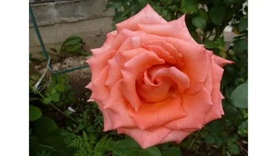Роза розовая эйфелева башня саженцы — купить по низкой цене на Яндекс  Маркете