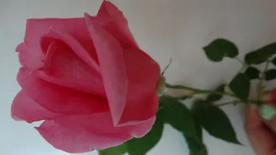Розы. Старинная чайно-гибридная роза Эйфелева башня( Eiffel Tower ) -  YouTube