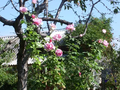 Роза\"Эйфелева башня\". Высота куста 2 метра. | Garden, Plants