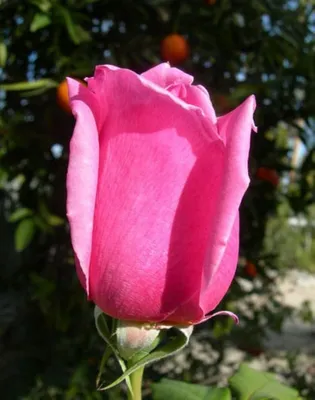 роза, розы, чайно-гибридные, чайно-гибридные розы, эйфелева башня - Экзотик  Флора
