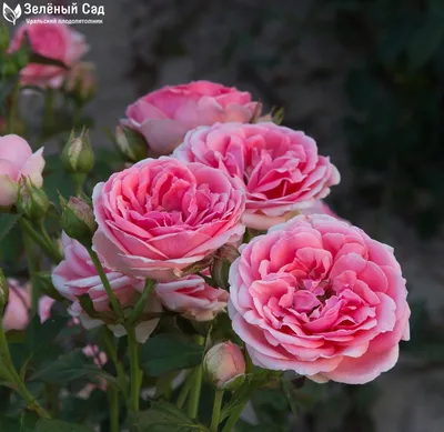 Роза чайно-гибридная Карина - купить по низкой цене с доставкой