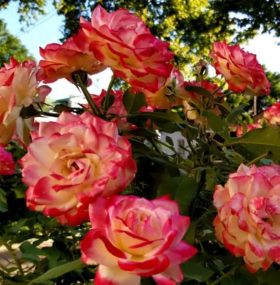 Эйфелева башня и розы стоковое изображение. изображение насчитывающей розы  - 204182511