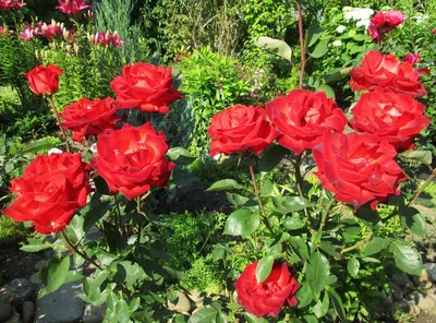 Розы – купить по лучшей цене | Altay.Market