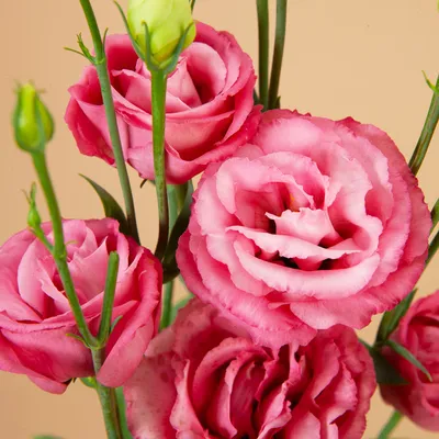 LISIANTHUS EXCALIBUR ROSE PINK 070 CM MIN 500 GRAMAS ROSA - Veiling  Holambra | Flores e Plantas Ornamentais