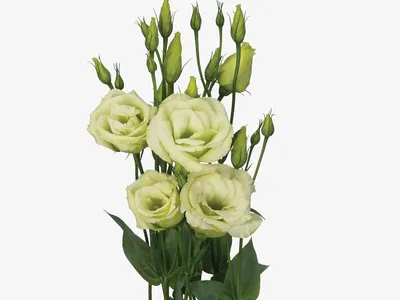 Amazon.com: Park Seeds Lisianthus Flower Seeds, Charisma Rose, Pack of 25  Seeds : Everything Else