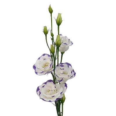 Eustoma Grandiflorum Excalibur 3 | Sakata