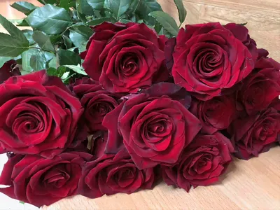 Rose Explorer Red 70 cm - FMI Farms