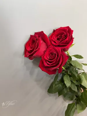 Explorer | Red Rose - Rosas del Corazón