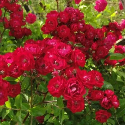 Роза почвопокровная Фейри данс - 72 фото