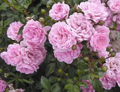 Роза почвопокровная «Фейри» 🌹 #вопросответ ❓Что собой представляет  почвопокровная роза? Почвопокровная роза серии «Фейри» представляет… |  Instagram