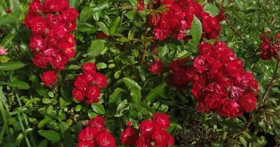 Роза полиантовая Фейри Данс (горшок 5л) – купить за 1 200 ₽ |  Раздолье-садовода.рф