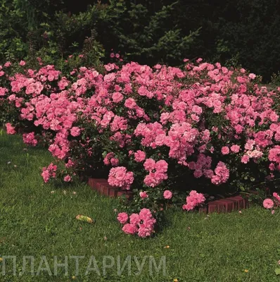 Роза почвопокровная Фейри Данс - Купить с доставкой в Брянске - «Город  Цветов»