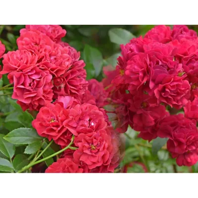 Роза почвопокровная Ред Фейри (Red Fairy) купить выгодно ✵ Сады-Эдема.рф –  интернет магазин растений для сада