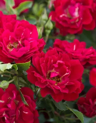 Саженцы почвопокровных роз купить в Минске и Беларуси - фото, сорта, цены  от 12 рублей