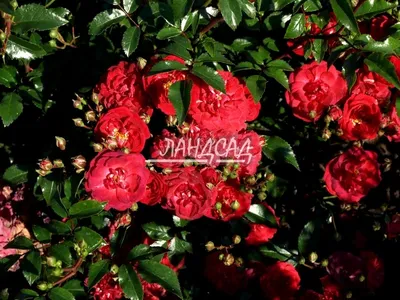 Розы почвопокровные «Фэйри Данс» – купить в Нижнем Новгороде по низкой цене  | Леруа Мерлен