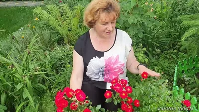 Почвопокровные розы - купить зимостойкие саженцы роз в России в интернет  магазине Долина Растений