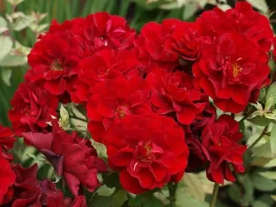 Роза почвопокровная Фейри Данс 1 шт - купить в интернет-магазине  «Агросемфонд» с доставкой Почтой России