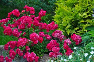 Бордюрные розы- не требуют укрытия. Цветут обильно и непрерывно до самых  морозов. | Лана Самсонова | Дзен