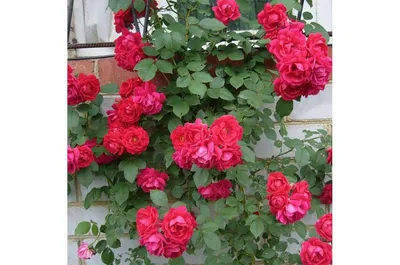 Роза полиантовая Вайт Фейри, купить саженцы розы полиантовой вайт фейри в  Москве в питомнике недорого!