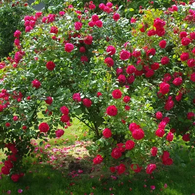 ✿ Роза почвопокровная Зе Фейри 1 шт купить за 369 руб, доставка почтой,  оплата при получении
