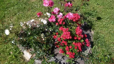 Роза почвопокровная \"Сноу Балет\" — купить по цене в интернет-магазине  \"Заокские питомники растений\"