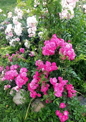 Бордюрные розовые розы - купить в Москве недорого