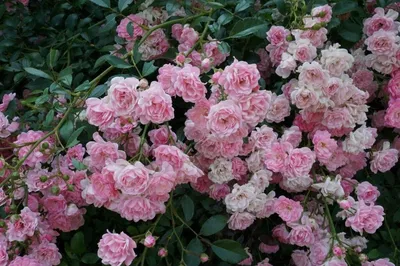 Купить роза полиантовая Лавли Фейри 1 шт - Розы, Почвопокровные, арт: 11338  недорого в магазине в Якутске, цена 2023
