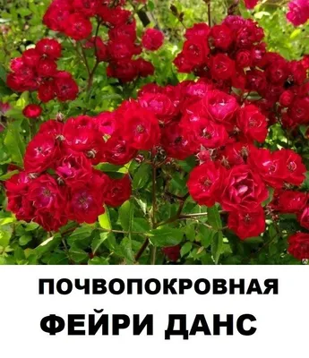 Продажа - Почво-покровная роза Фейри Данс