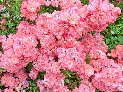 Rose (Rosa 'Ferdy'. Meilland) in bloom - SuperStock