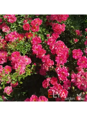 Rose (Rosa 'Ferdy'. Meilland) in bloom Stock Photo - Alamy