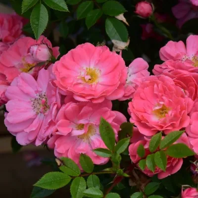 rosa ferdy keitoli rose flower coral pink flowering flowers fragrant  scented floribunda shrub shrubs RM Floral Stock Photo - Alamy