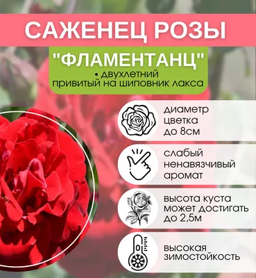 Саженцы Роза плетистая Фламентанц купить в Нальчике