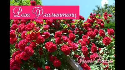 Patio-SPb - Этим летом. Роза Фламентанц на шпалере \"Веер\" обильно цветёт.  Стебли свободно подвязаны. www.patio-spb.ru Санкт-Петербург  #патио#патиоспб#опорыдлярастений#сад#розы#фламентанц#розафламентанц#плетистыерозы#дача#patio  #patiospb#garden#flowers ...