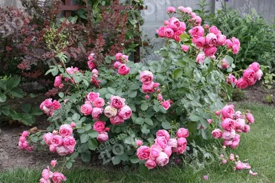 Купить Роза флорибунда 'Помпонелла' / Rosa floribunda 'Pomponella' с  доставкой в Подмосковье в Сергиевом Посаде в питомнике АгроПАРК