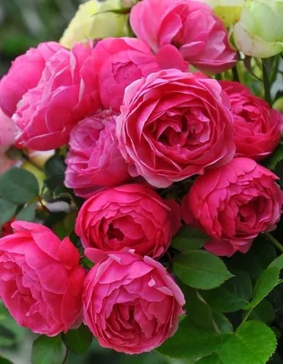 Роза флорибунда Помпонелла (Pomponella) купить 〛по выгодной цене в Киеве и  Украине | Фото | Отзывы