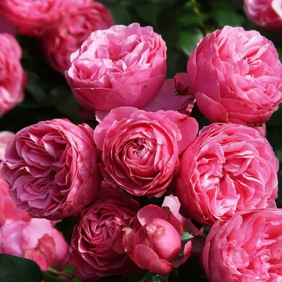Саженцы флорибунда розы Помпонелла (Pomponella) купить в Москве по цене от  1 800 до 1125 руб. - питомник растений Элитный Сад