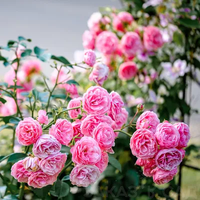 Роза флорибунда « Помпонелла (Pomponella)»