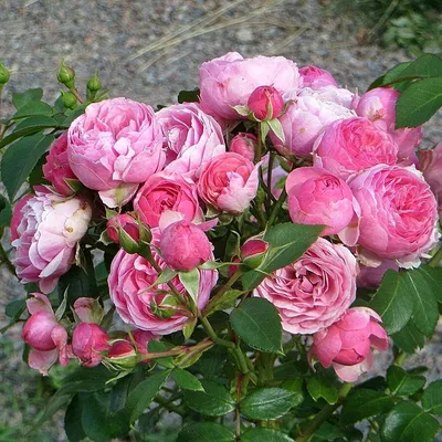 Роза флорибунда Pomponella - biudmarket.ru