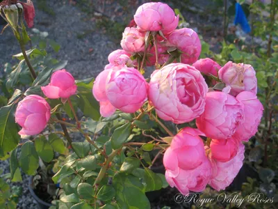 Купить розу флорибунда в контейнере Роза Помпонелла недорого, доставка  почтой