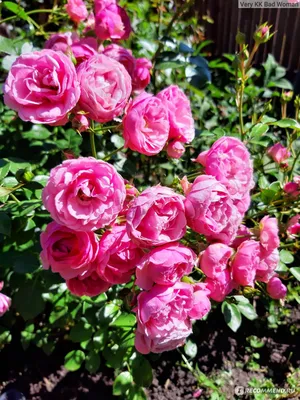 Роза Помпонелла (Pomponella) Флорибунда: саженцы роз, более 400 сортов роз,  розы в контейнере, питомник саженцев роз, розы от производителя. доставка  по всей Украине. качественные саженцы, рассада и саженцы цветов от \"Розарий  вашей