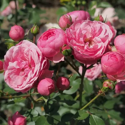 Купить саженцы Роза Флорибунда Помпонелла с доставкой! | Florali-Flor