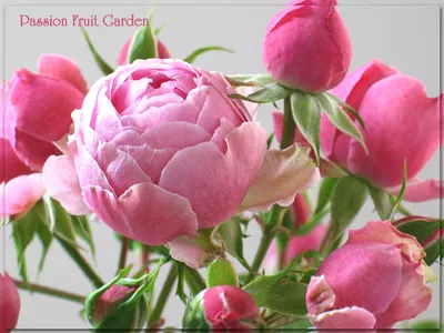 Розы для сада: флорибунда Помпонелла. | Мои Садовые Истории | Дзен