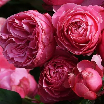 NTD Australia - Good morning. Floribunda Pomponella Rose, a sheer delight  to start the day | Facebook